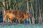 Highland Cattle