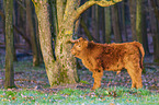 Highland Cattle calf