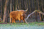 Highland Cattle