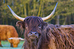 Highland Cattle