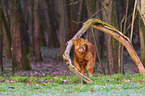 Highland Cattle calf