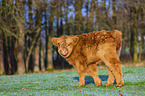 Highland Cattle calf