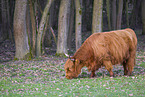 Highland Cattle