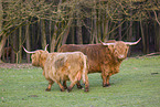 Highland Cattle