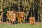 Highland Cattle