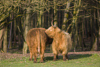 Highland Cattle