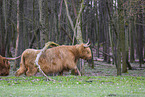 Highland Cattle