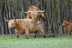 Highland Cattle