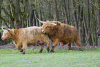 Highland Cattle