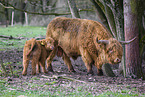 Highland Cattle