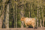 Highland Cattle