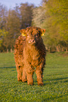 Highland Cattle