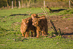 Highland Cattle