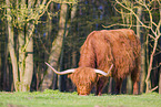 Highland Cattle