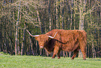 Highland Cattle