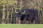 Highland Cattle