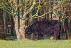 Highland Cattle