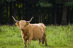 Highland Cattle