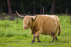 Highland Cattle