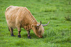 Highland Cattle