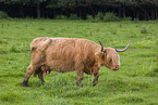 Highland Cattle