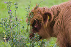 Highland Cattle