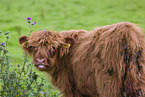 Highland Cattle