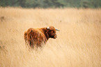 Highland Cattle