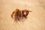 Highland Cattle