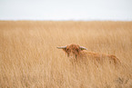 Highland Cattle