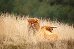 Highland Cattle