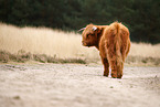 Highland Cattle