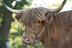 Highland Cattle