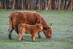 Highland cattle