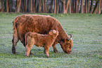 Highland cattle