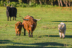 Highland cattle