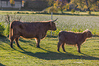 Highland cattle