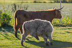 Highland cattle