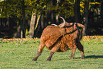 Highland cattle