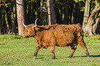 Highland cattle