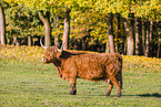 Highland cattle