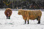 Highland cattle