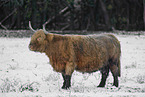 Highland cattle