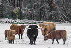 Highland cattle