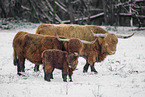 Highland cattle