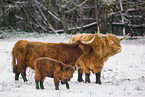 Highland cattle