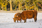 Highland cattle