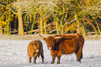 Highland cattle