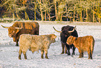 Highland cattle