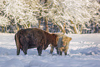 Highland cattle